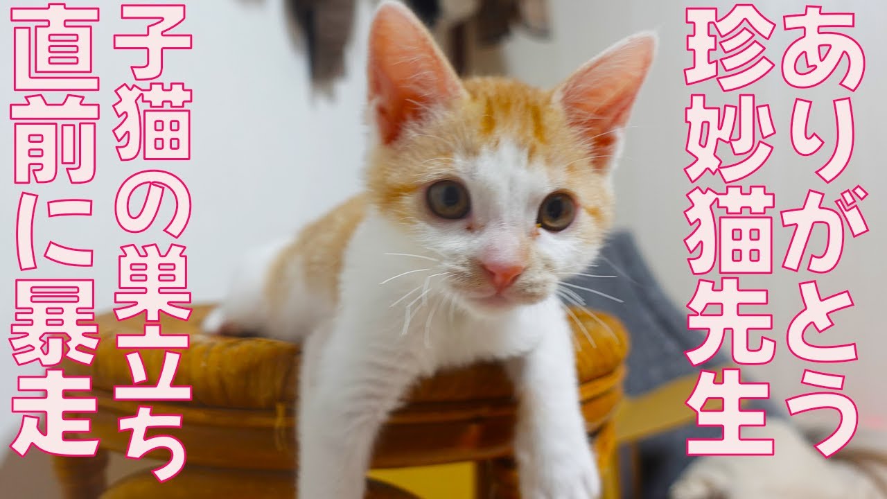 巣立ち間際子猫、珍妙な暴走母性を浴びる Mr.motherhood overheating