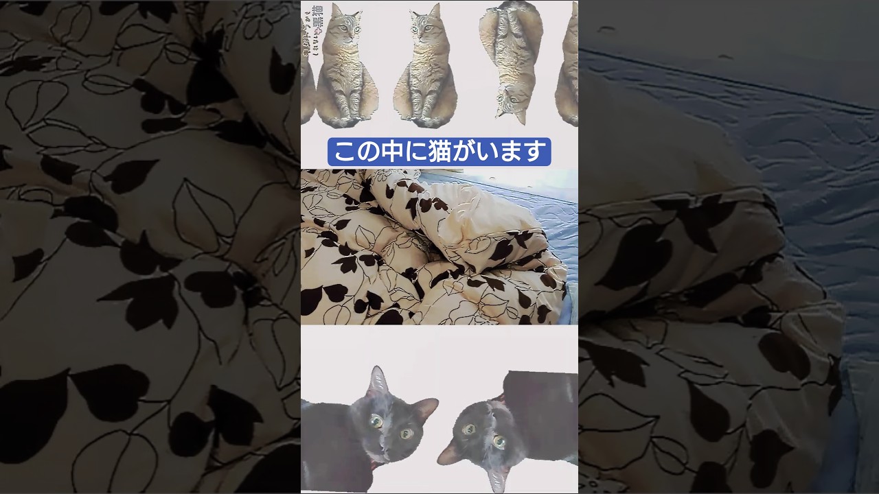猫の罠だ　#キジトラ #cat #罠 #かわいい猫 #猫のいる暮らし