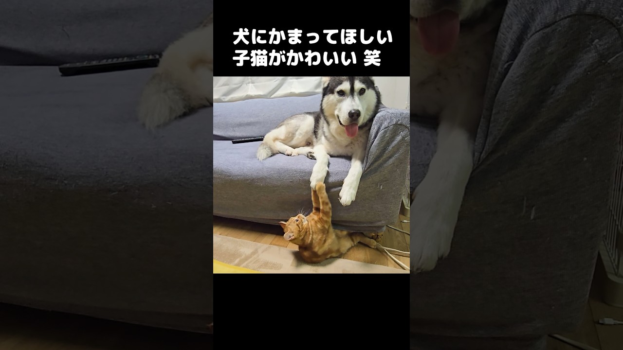 犬にかまってほしい子猫がかわいい...笑#shorts