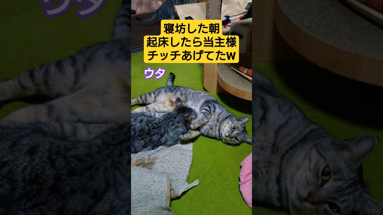 火曜日は当主様です🐱　寝坊した朝起床したら当主様が親離れ出来ないウタにチッチあげてた件#保護猫 #スフィンクス#猫のいる暮らし