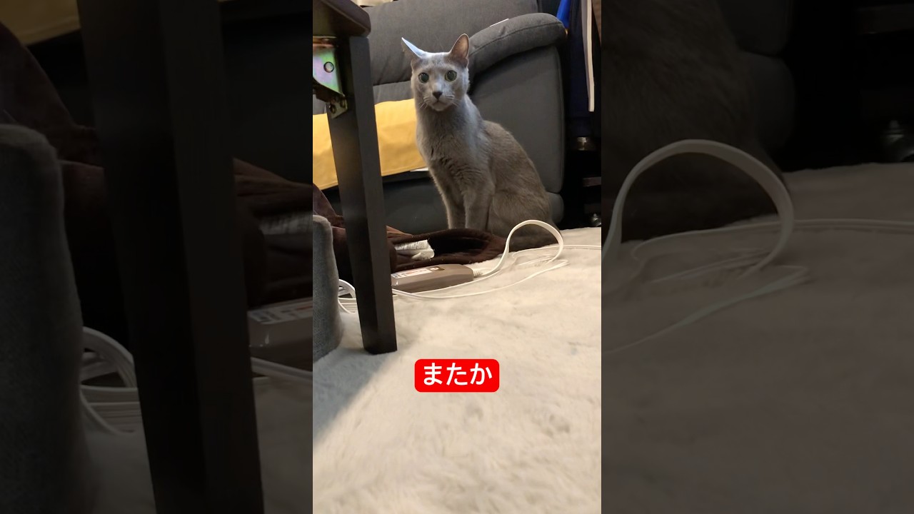 飼い主の奇行に慣れてる猫#ロシアンブルー #猫 #cat