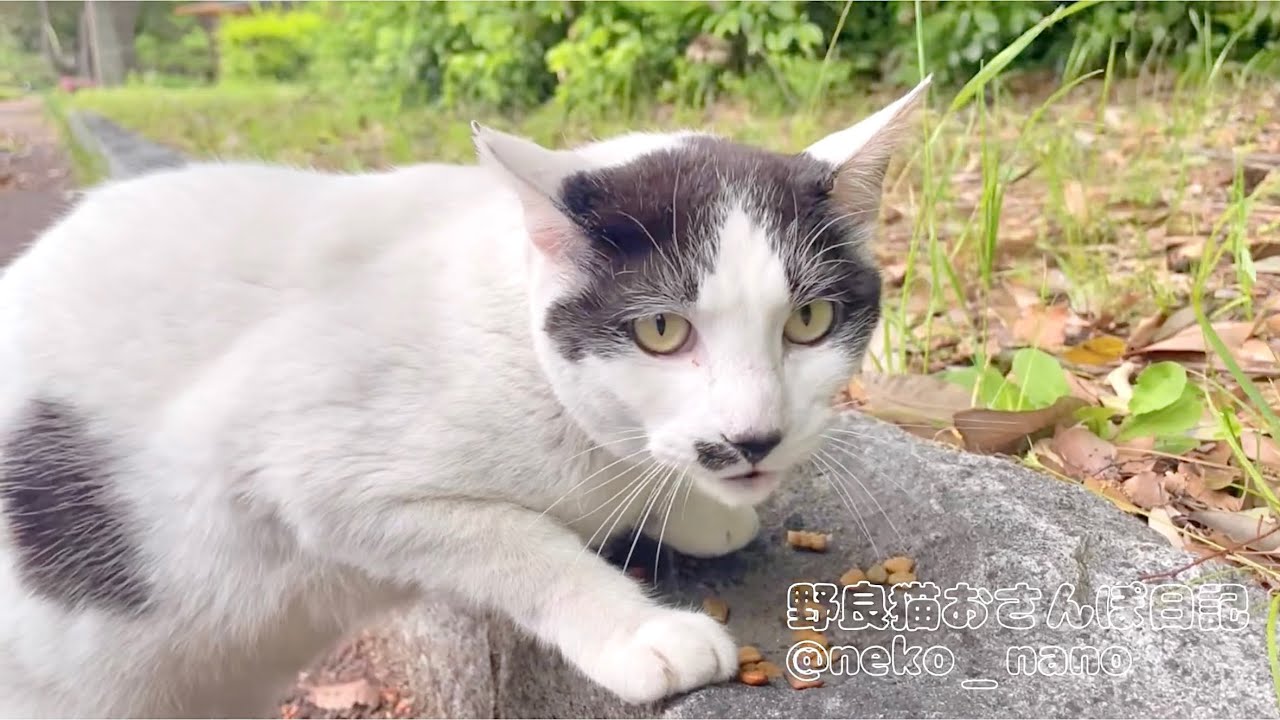 餌を守るようにキョロキョロしながら食べるハチワレ