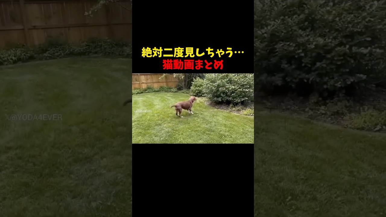 三度見もしちゃう… #猫 #cat #cats #cute