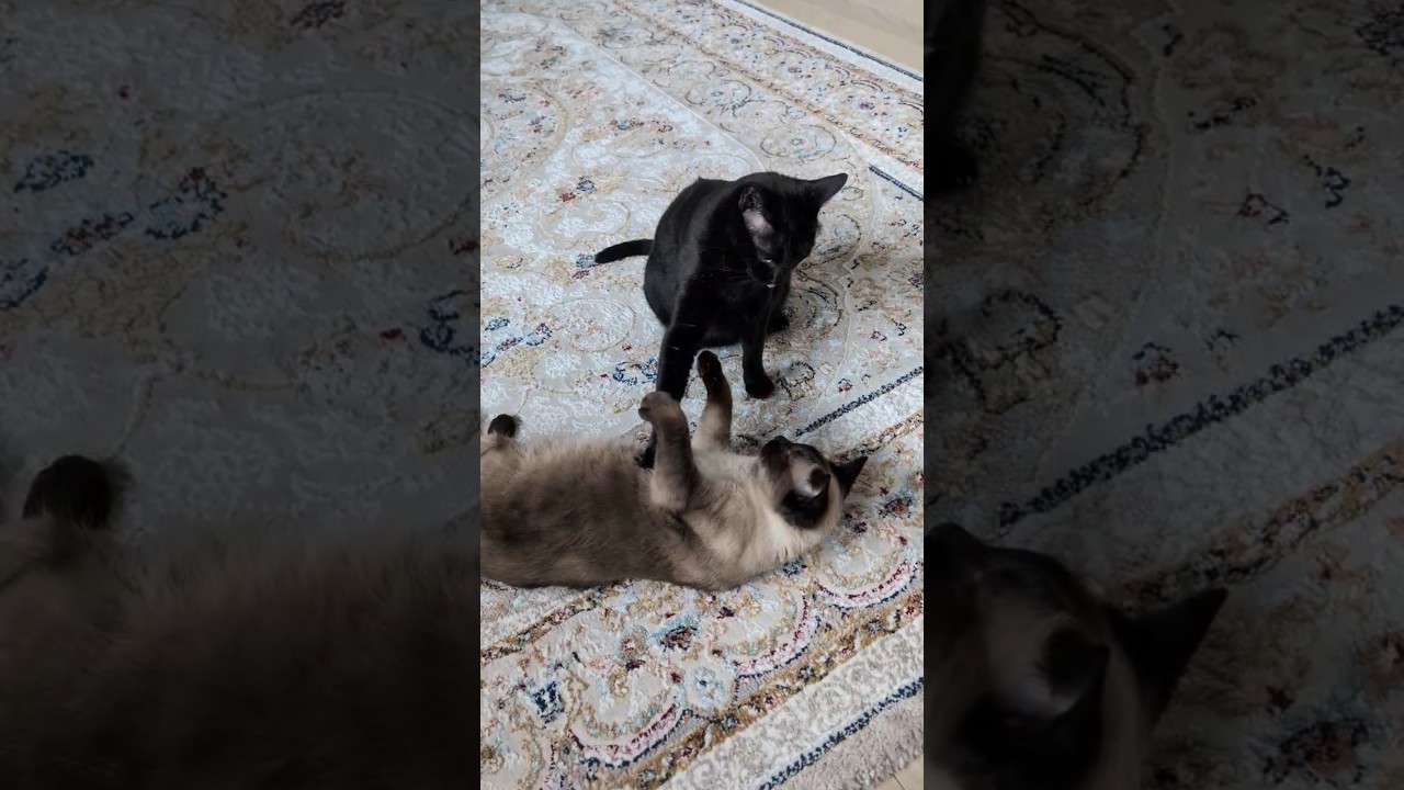 相手を見るシャム猫😺 - Cats change their attitude depending on it - #shorts #cat