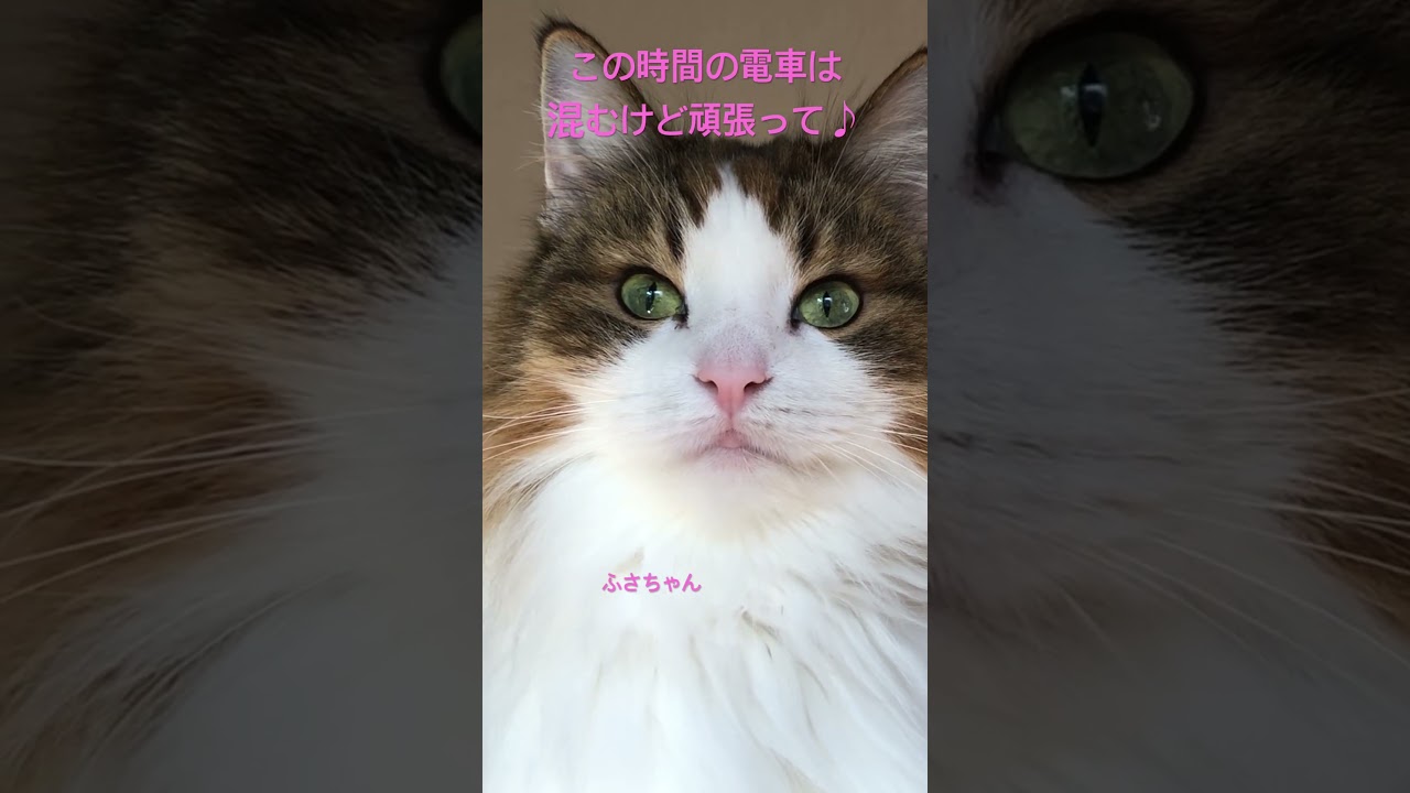 今日も一日お疲れ様♪#shorts #ノルウェージャンフォレストキャット #cat #猫 #猫のいる暮らし #猫 #pets