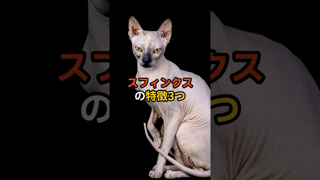 猫【種類別特徴】スフィンクスの特徴3つ🐈主はまだ、生のスフィンクス様見掛けしたことないです👀🔥#スフィンクス #スフィンクス猫 #猫 #猫豆知識 #猫雑学