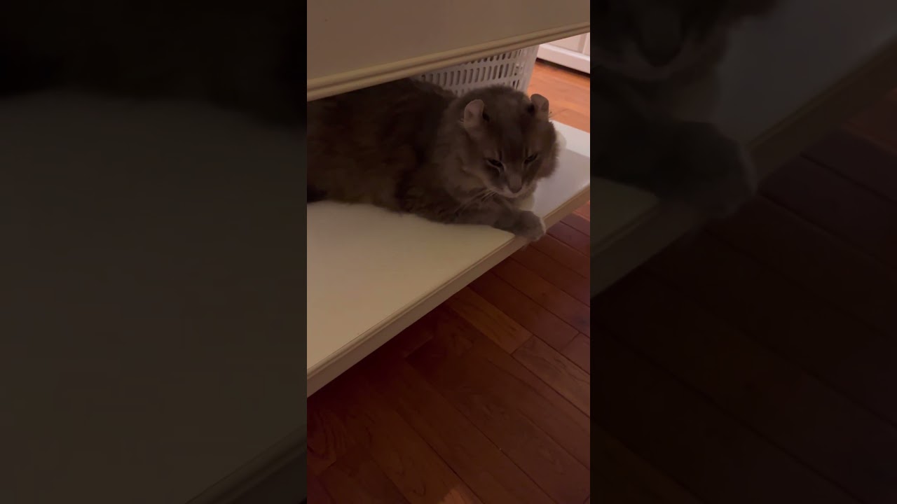 そこにいたか #ねこ動画 #アメリカンカール #かわいい猫