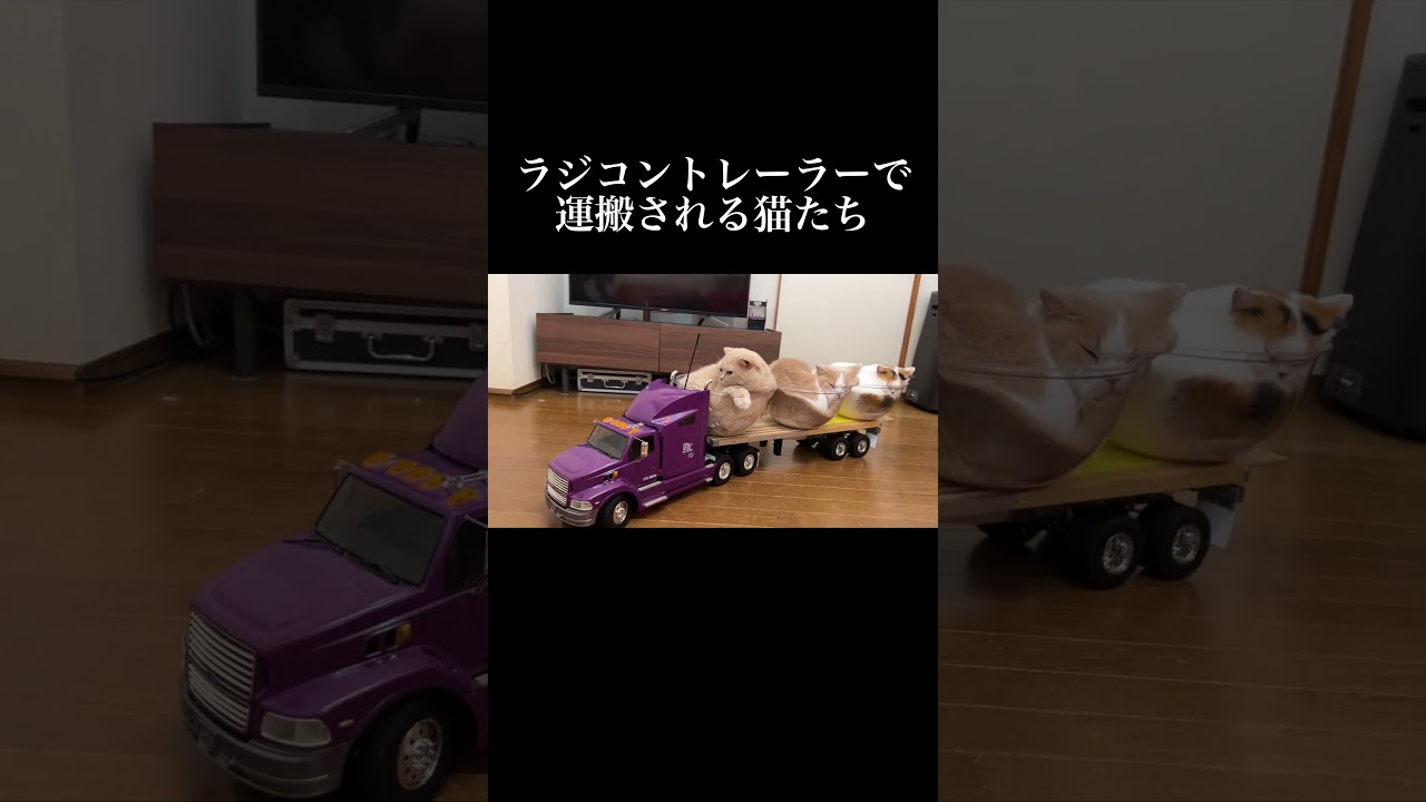 ラジコントレーラーで運搬される猫たち #猫 #ねこ #ネコ #子猫