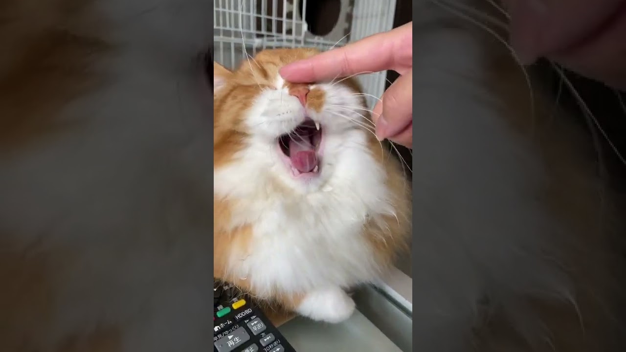 眠くなるうに坊🐈 #shorts#猫#子猫#マンチカン#pet#cat#kitten#munchkin#catlover#catlife#catlifestyle#youtube#youtuber