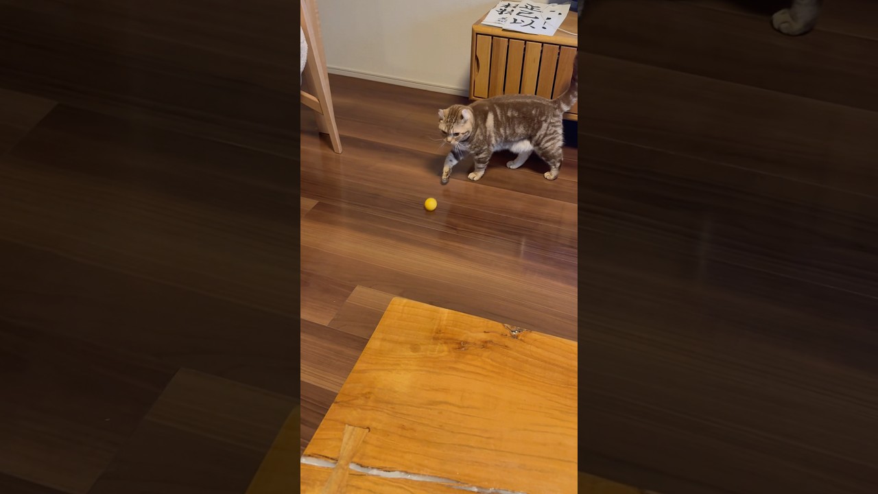 ナイスパット猫ルイちゃん #cat #アメリカンカール #ねこのいる生活 #cute