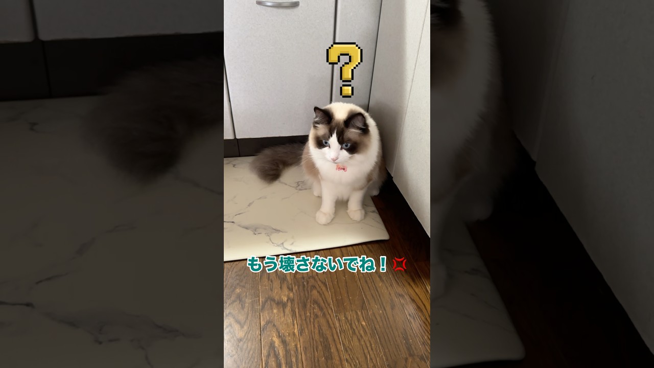 壊し屋　#猫 #cat #ラグドール