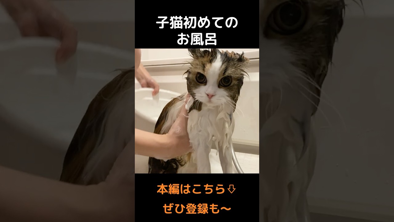 【子猫】初めてのお風呂が大変すぎました…　#shorts  #猫 #cat