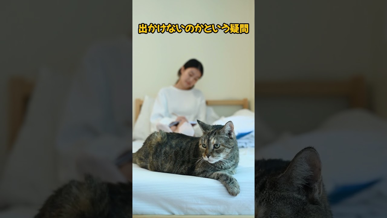 飼い主あるある7選🐱 #猫動画 #cat #ねこのいる幸せ #猫のいる暮らし #猫のいる生活