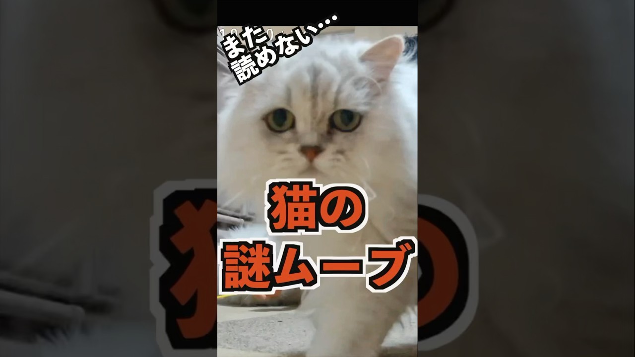 鳴きながら遊んでたペルシャ猫、近づいたらまさかの展開#ペルシャ猫 #猫 #cat #猫好きさんと繋がりたい