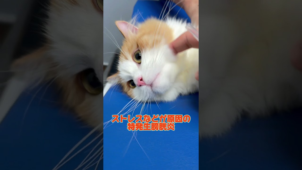猫の膀胱炎の原因で一番多いものは!?  #pr #トイレ砂 #膀胱炎 #RAGDOLLプレミアム