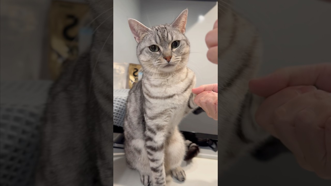 おやつに群がる猫たちが可愛すぎる... #shorts #猫 #cat