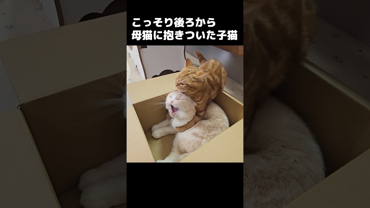 母猫にこっそり後ろから抱きついた子猫がかわいい...笑#shorts