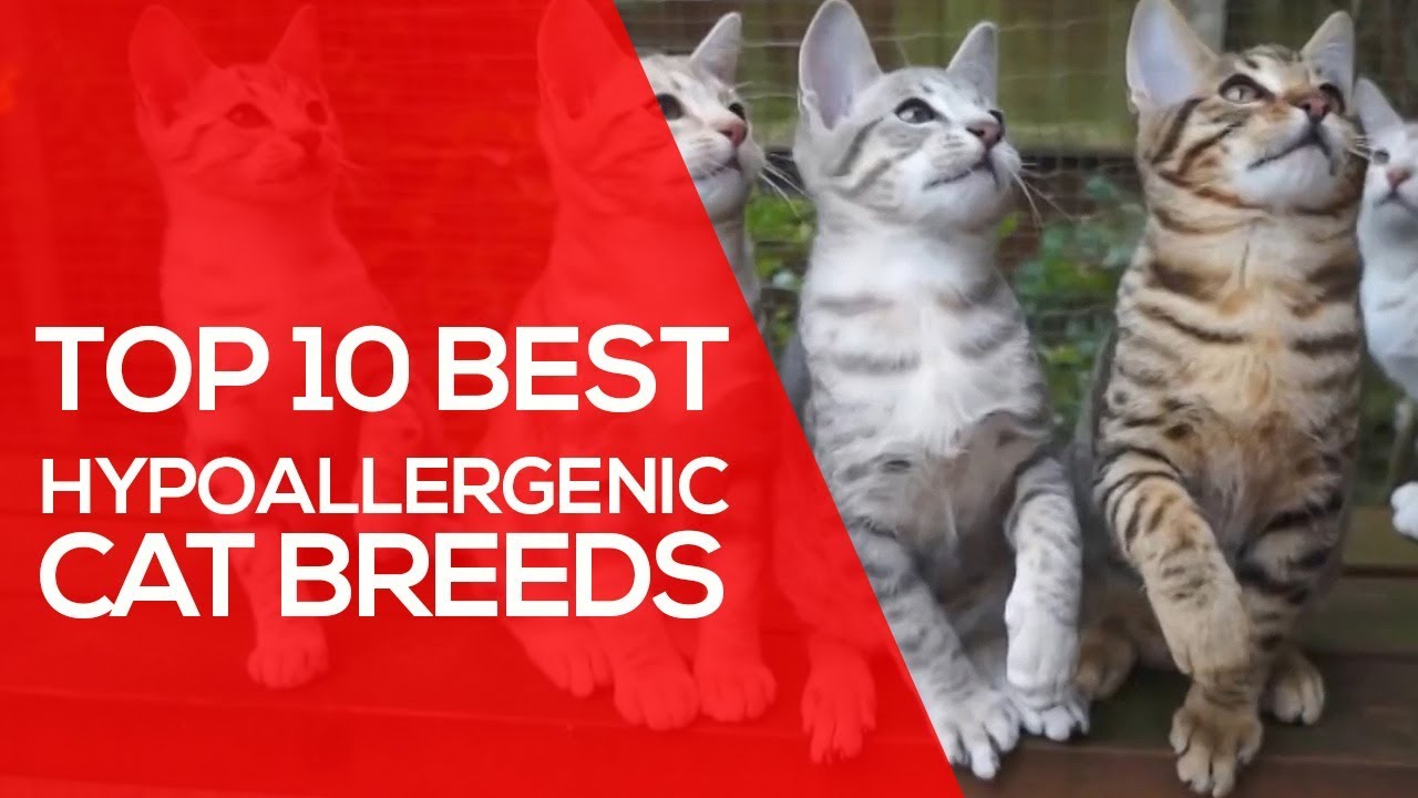 Top 10 Best Hypoallergenic Cat Breeds