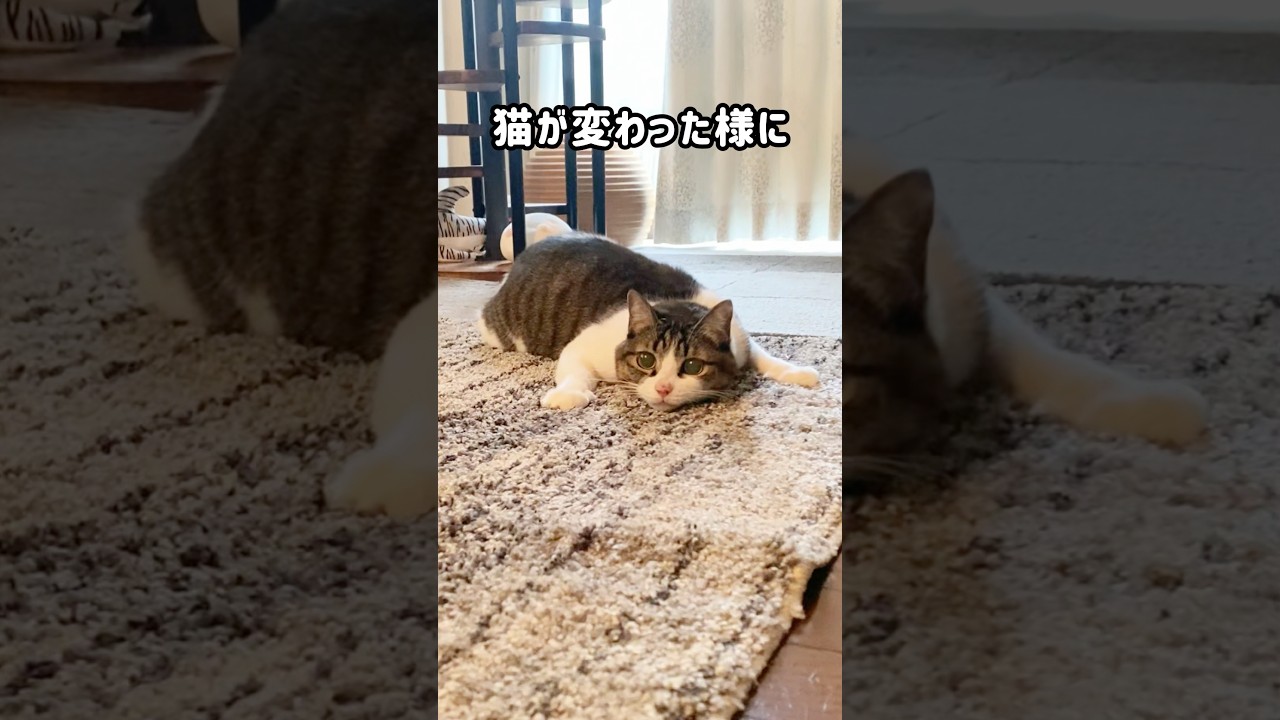 猫の不思議🐱ピーチは突然弾けて…突然素に戻るw #shorts #cat