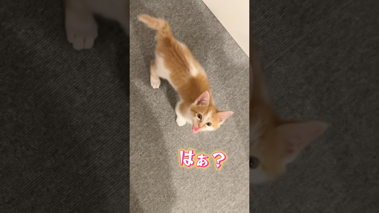 お姉ちゃんの鳴き方を真似する子猫ww  #猫 #cat  #shorts