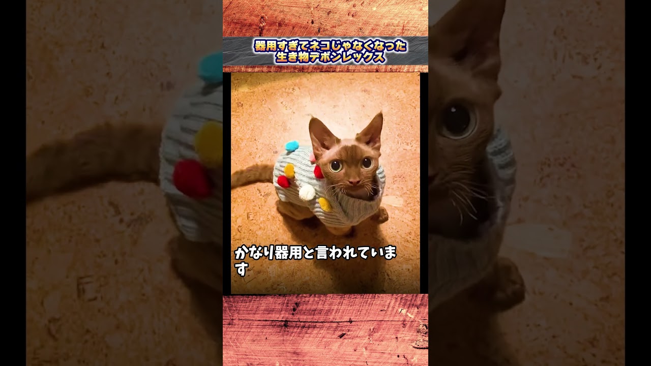器用すぎてネコじゃなくなった生き物デボンレックス