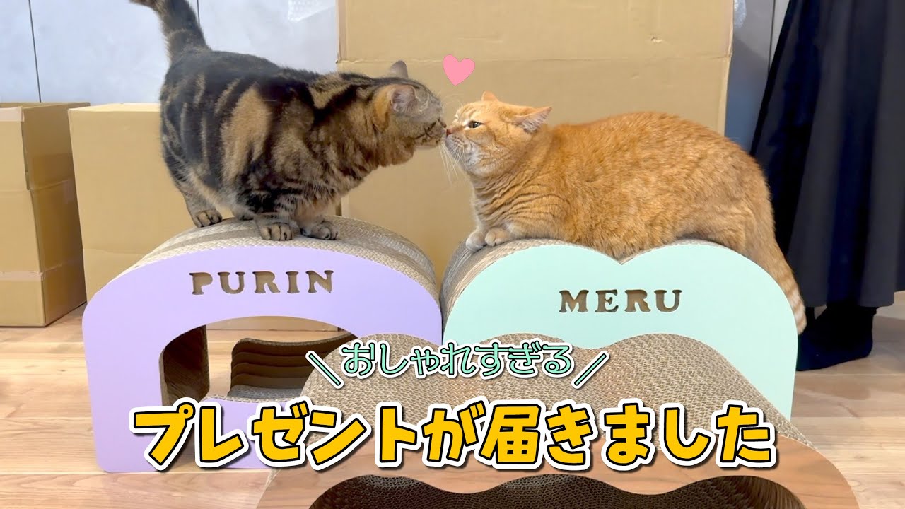 愛猫が大好きなプレゼントが届いてテンションが上がりっぱなしでした！