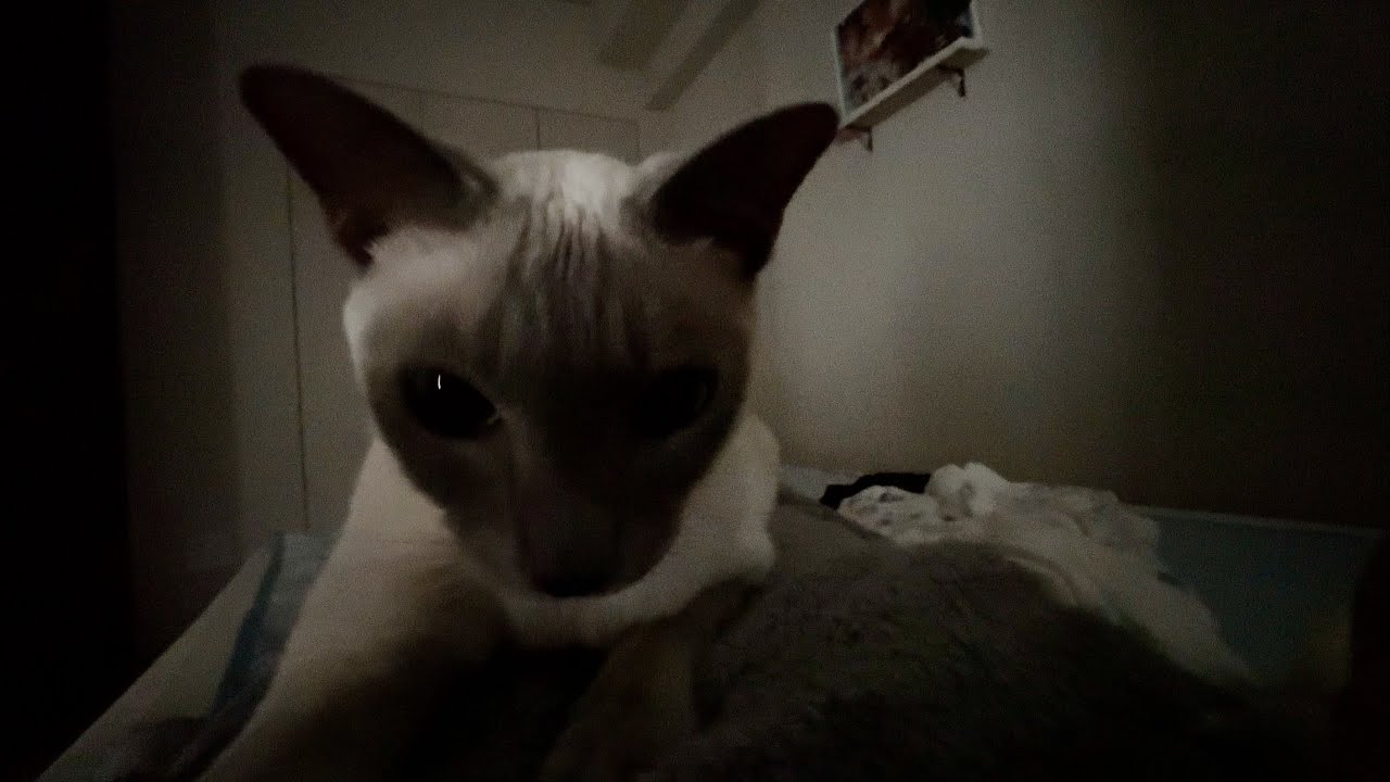 朝方のまだ暗い中、ホラー要素0.5の猫の起こし方が可愛すぎました【トンキニーズ】