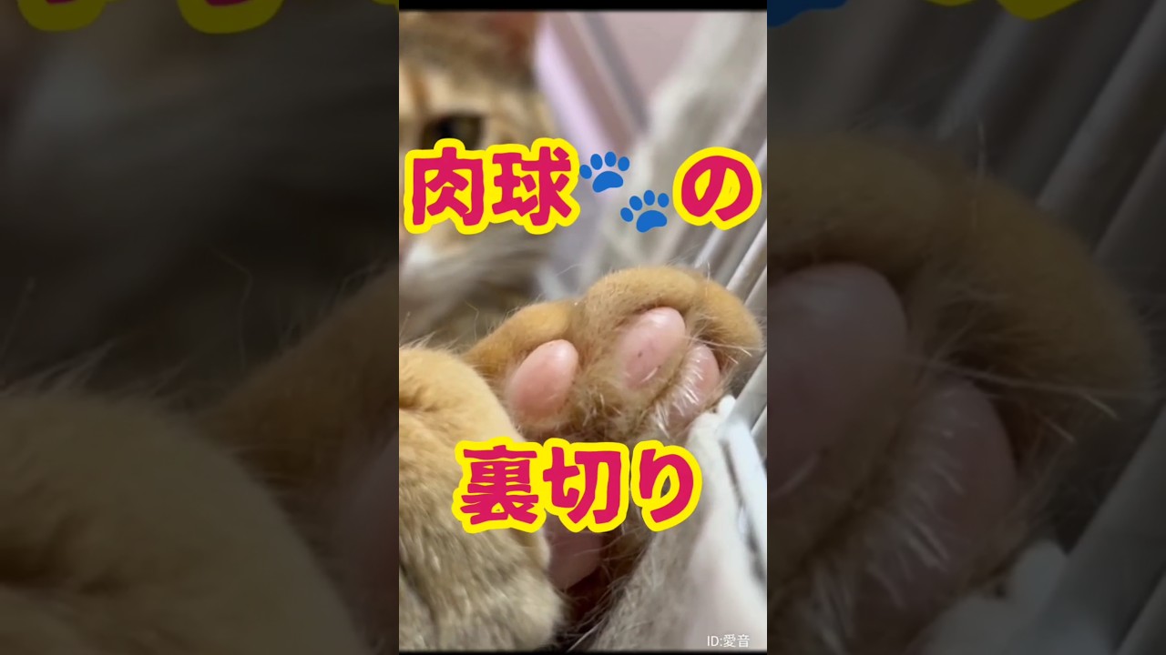 レア動画!!『肉球の法則』〜保護猫ちゃんねるより〜 #癒やし動画 #保護猫の日常 #驚きの事実