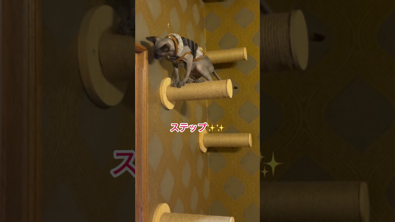 新しい猫グッズに興奮気味のスフィンクス#shorts #スフィンクス #スフィンクス猫 #猫動画#sphynx