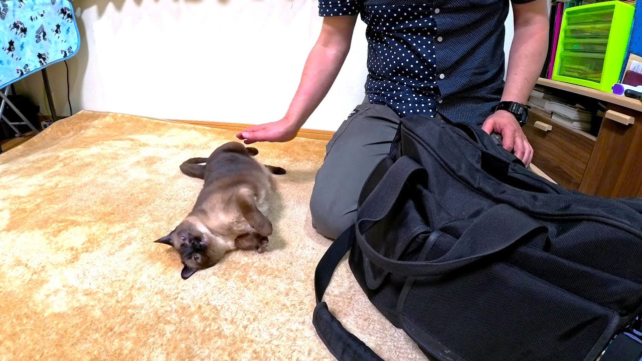 出張から帰って来てシャム猫に話しかけたら転がって喜んだ👜