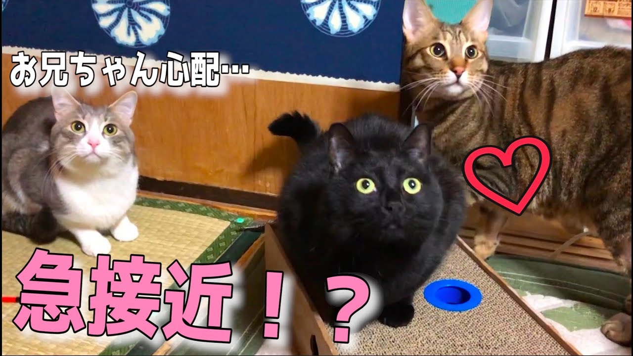 険悪だった2匹の関係が急接近…⁉︎これは恋の予感…?