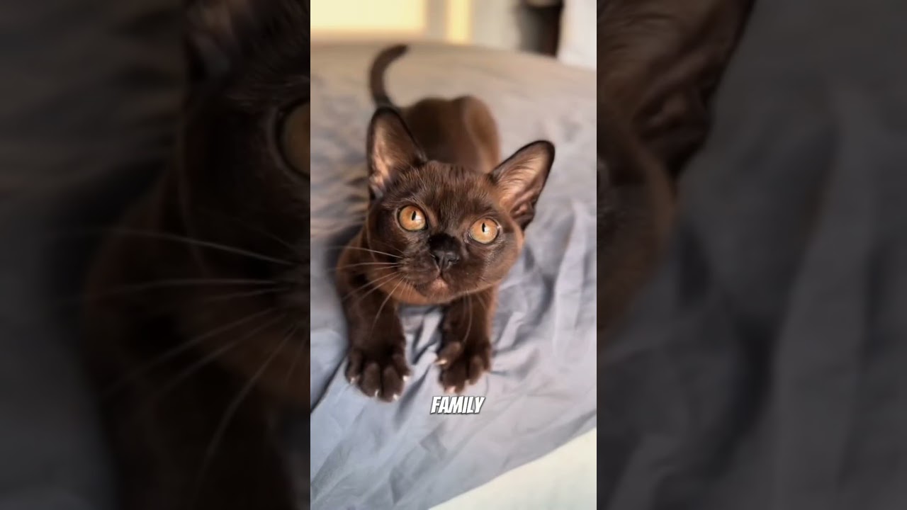 The Most Affectionate Cat Breed❓ Meet the Burmese❗🐈 #shorts #burmesecat #cutecat