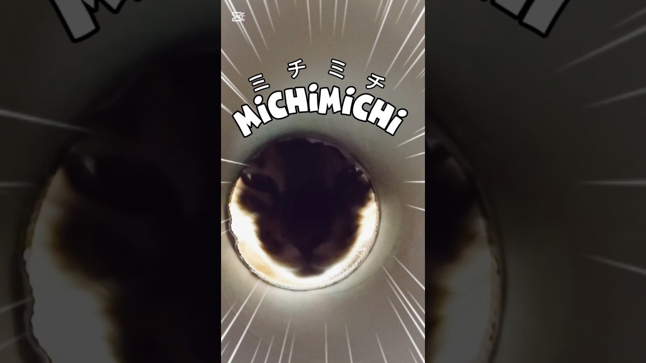 穴があったら入りたい🐱 #猫 #猫動画 #猫のいる暮らし #ベンガル #cat #fyp #shorts #short