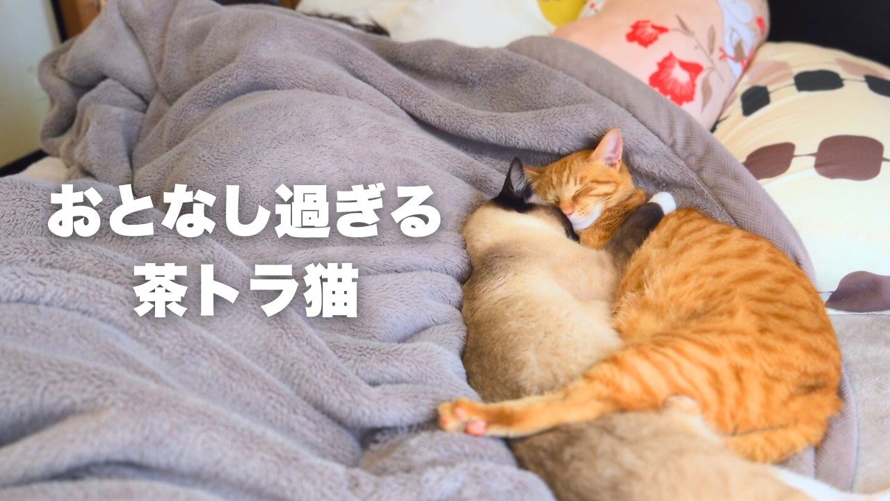 我が家の茶トラ猫がおとなし過ぎるのは普通なのかな？