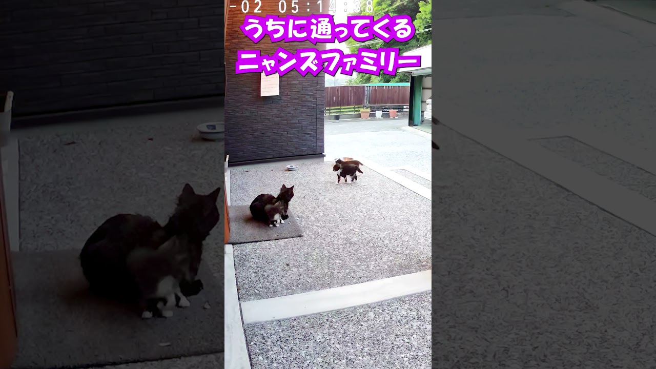 猫ファミリーがうちに通ってくるようになった#猫 #子猫