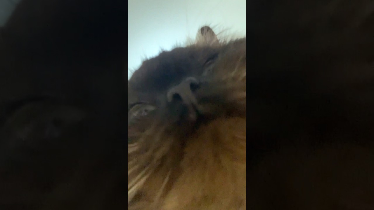 下から見たげんたくん#shorts #ヒマラヤン #猫のいる暮らし