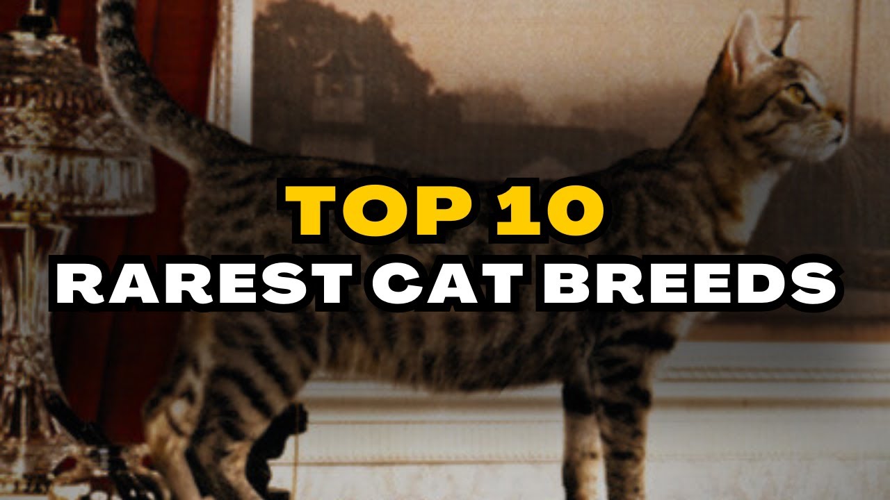 Top 10 Rarest Cat Breeds