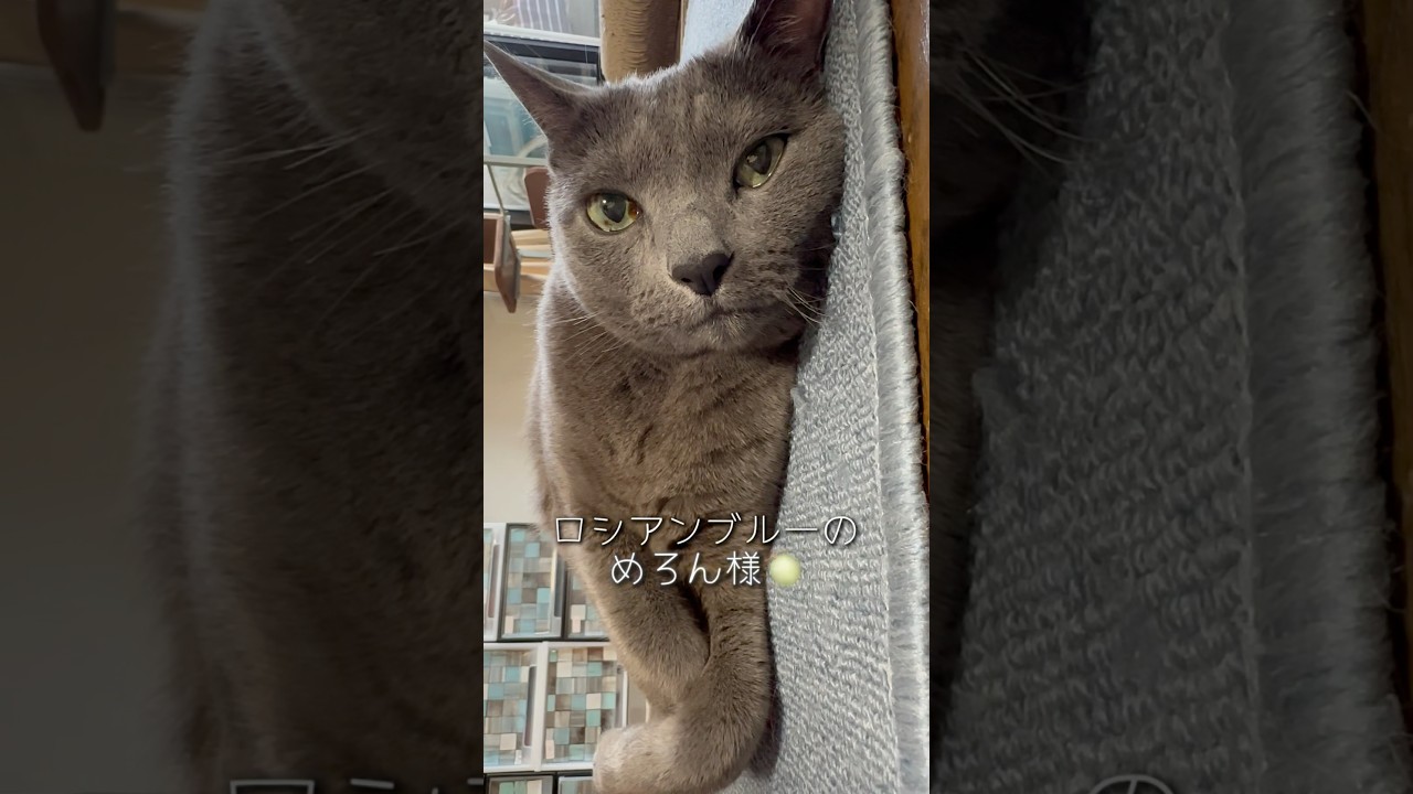 【ロシアンブルー】めろん💗日曜日の朝のゴロン🤗結局...🤭【猫】#shorts