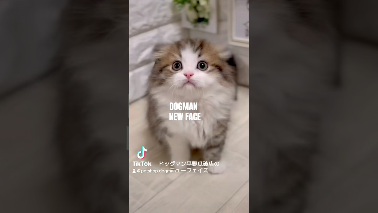 可愛いスコティッシュフォールドの子猫#shorts