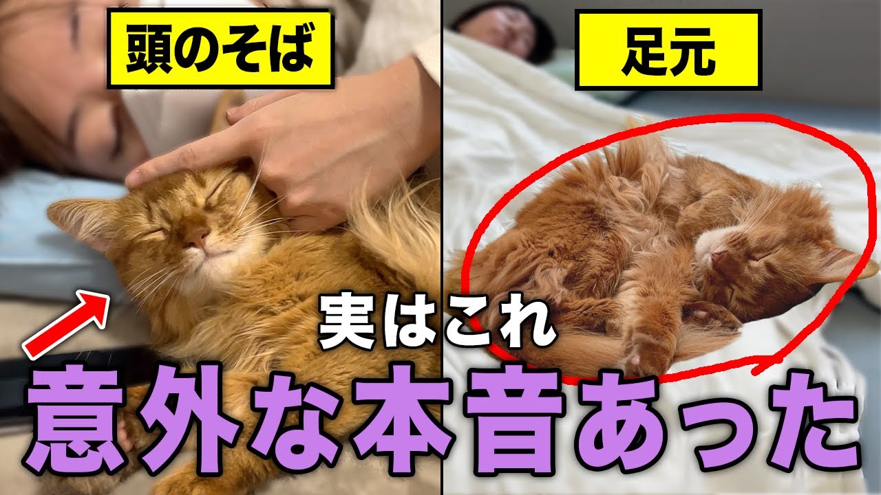 猫の寝る場所でわかる！あなたへの本音10選
