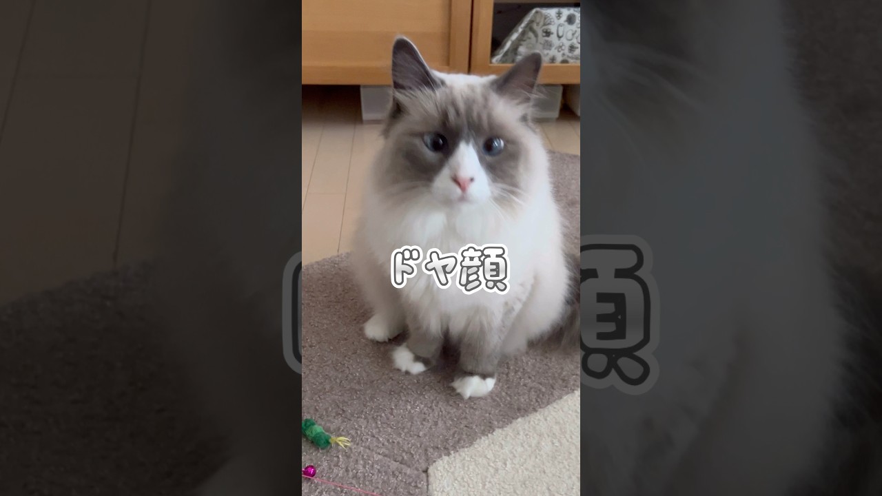 まな猫式トレーニングがこれ！ #shorts #サイベリアン #cat