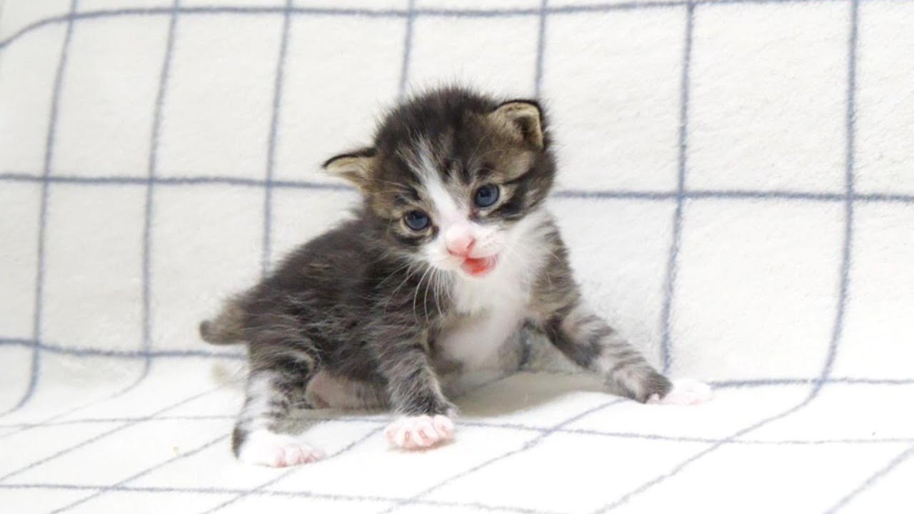 ミルクの匂いに気づいた子猫達がヨチヨチ歩きでママにダイブするも正解はおじでした。【赤ちゃん猫　保護猫】