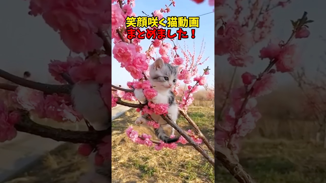 笑顔咲く🌸 #猫 #cat #cats #cute