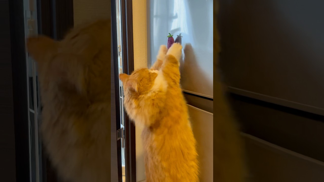 この姿おちゃめでやんちゃです #shorts #猫 #マンチカン #短足マンチカン #cat #munchkin