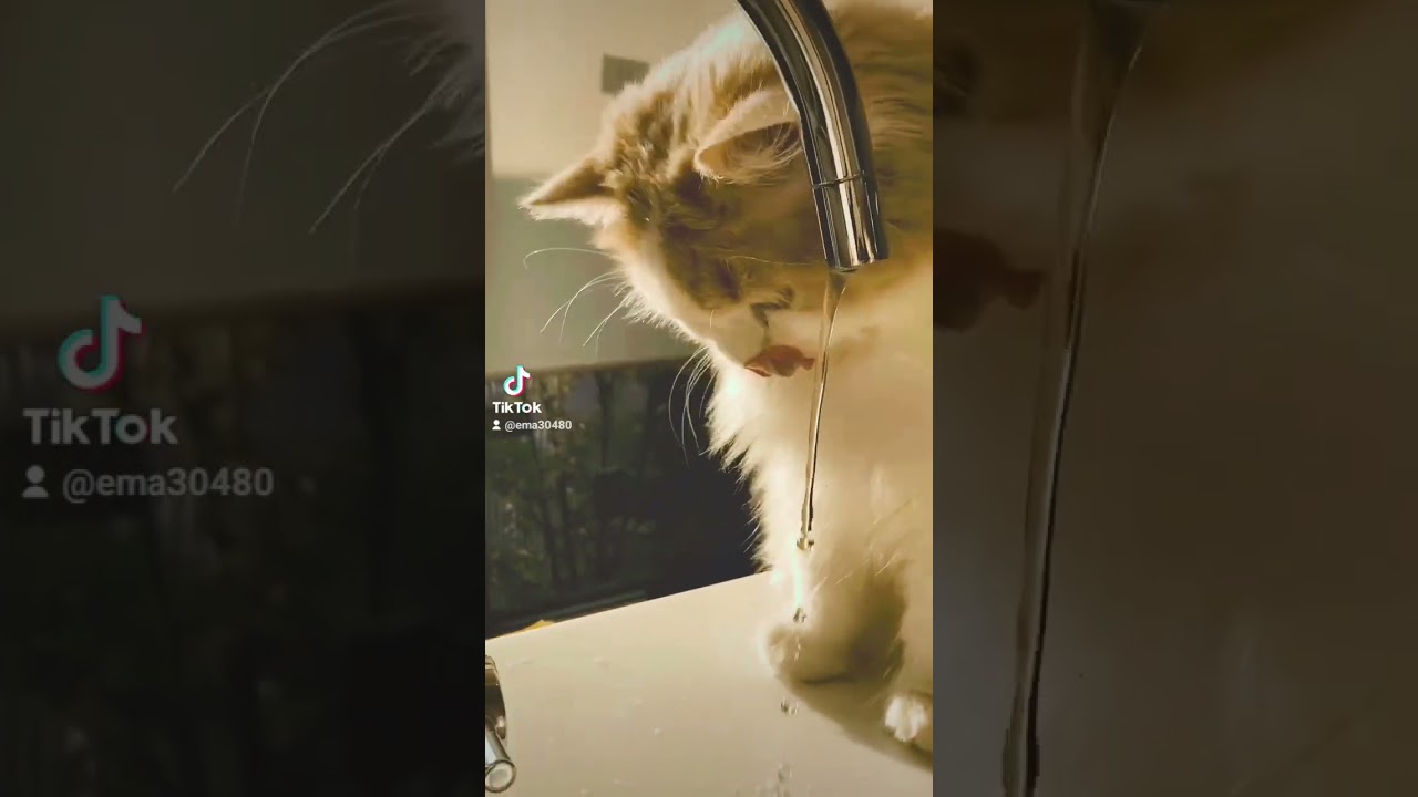 【猫のいる暮らし】#cat #ペルシャ #スコッティッシュフォールド #もふもふ #猫