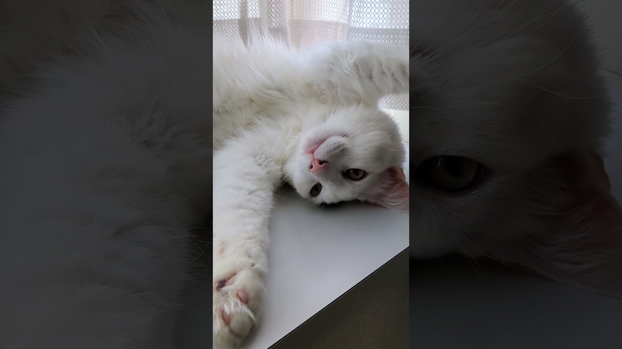 バンザイ#保護猫 #ターキッシュバン #Turkish Van