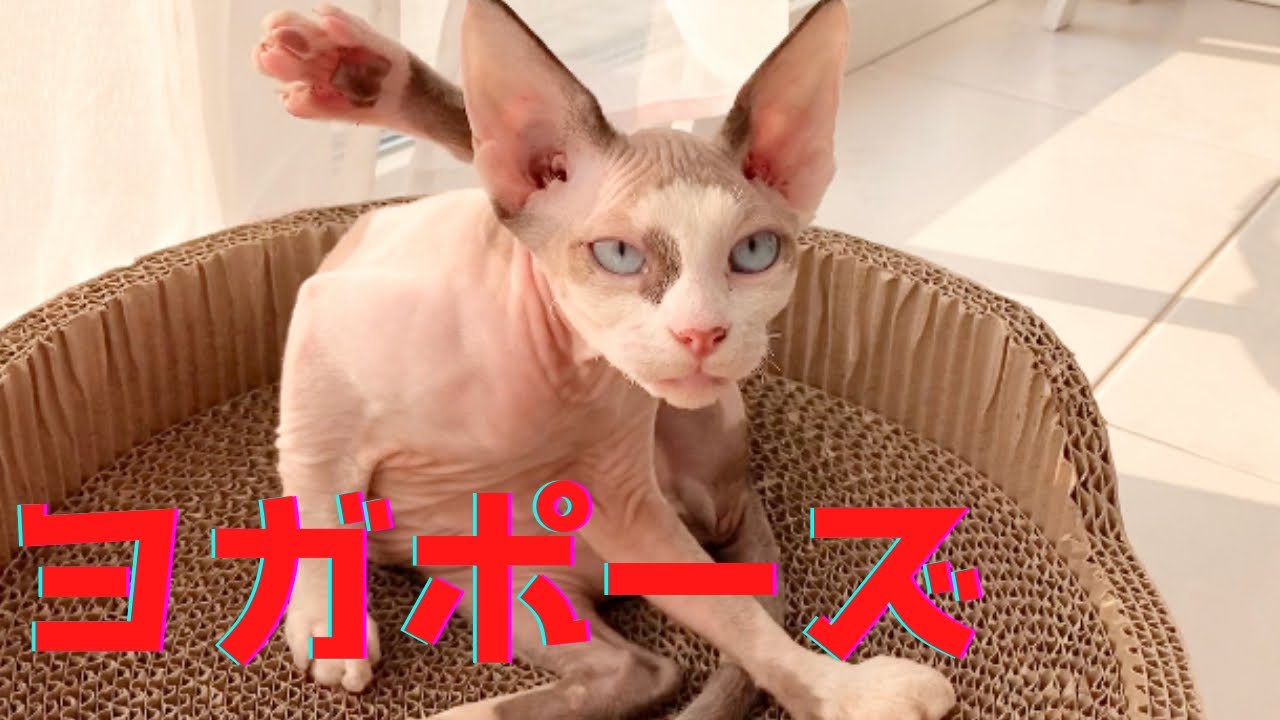 44:ヨガポーズで肉球を見せてくれるスフィンクス猫　The Sphynx cat that shows us his pad with yoga pose