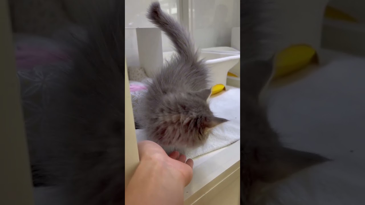 ♡新しいねこちゃん紹介♡ #サイベリアン  #cat  #ペットショップ