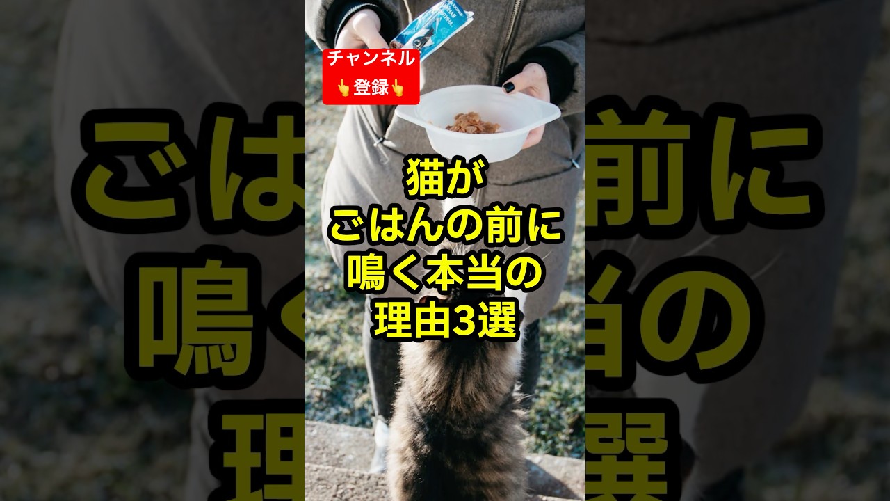 猫がごはんの前に鳴く本当の理由3選 #shorts #雑学 #豆知識 #猫 #猫好き #cat #猫動画