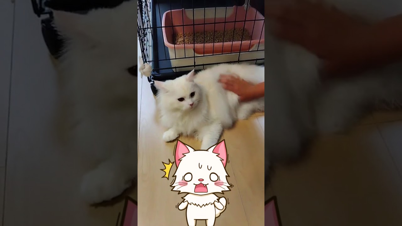 【らいち】かきかき･･･がぶっ！？#Shorts#サイベリアン